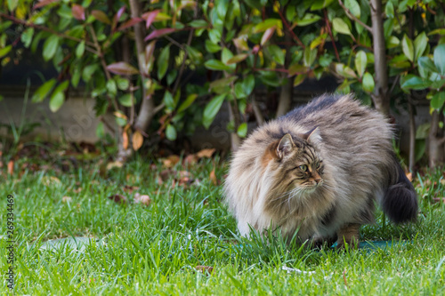 Furry cat of livesrtock in relax in a garden, purebred siberian pet. Hypoallergenic animal