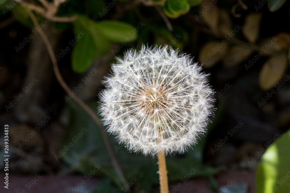Spring outdoor, black background of the blooming white dandelion, complete