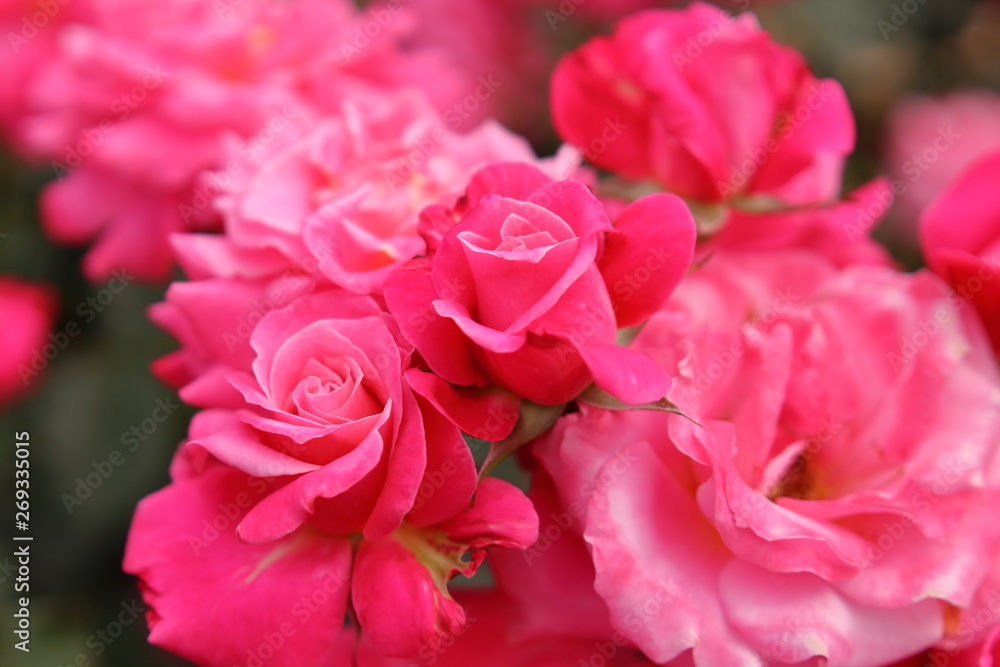 一面のピンク色の薔薇の花 一面のピンク色の薔薇の花