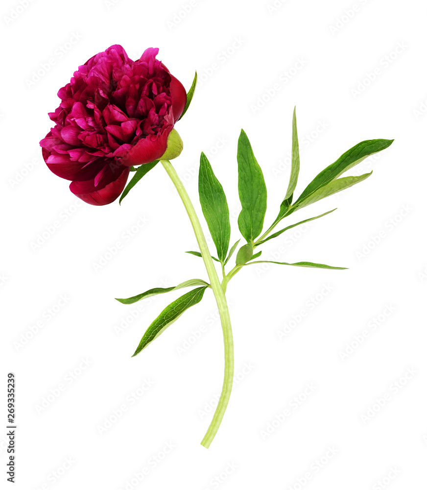 Red peony flower with green leaves Red peony flower with green leaves