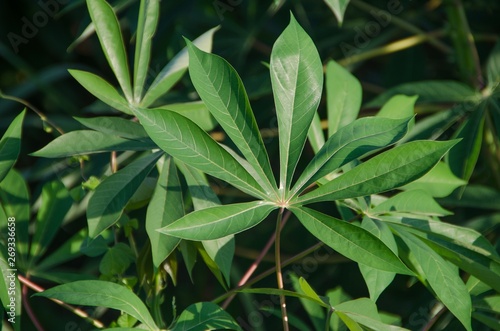 Cassava leaf close up green field 