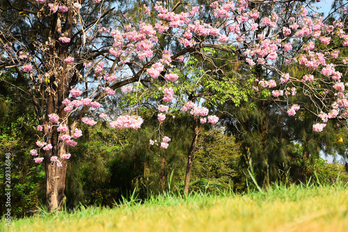 Fototapeta Naklejka Na Ścianę i Meble -  pink flower blossom in Vachirabenjatas Park (Suan Rot Fai Park)