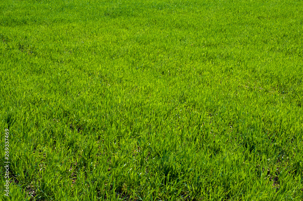 Field, green grass closeup background pattern