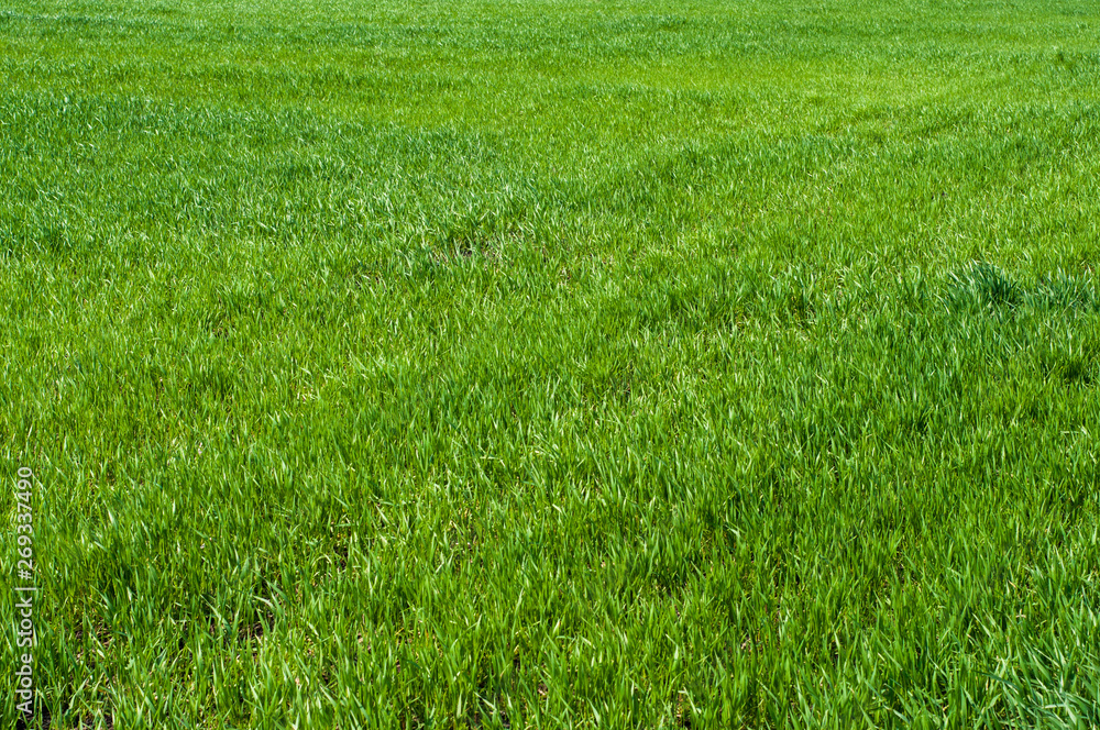 Field, green grass closeup background pattern Field, green grass closeup background pattern