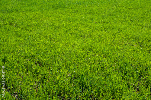 Field, green grass closeup background pattern