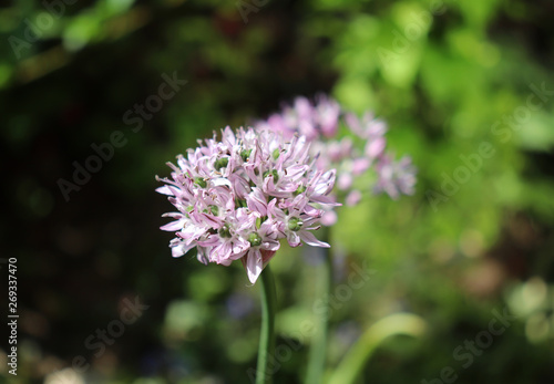 Allium decipiens in spring garden. Growing of ornamental bulbous plants in the garden .Allium decipiens has a spherical bulb. Scape is up to 100 cm tall. Ovary green.