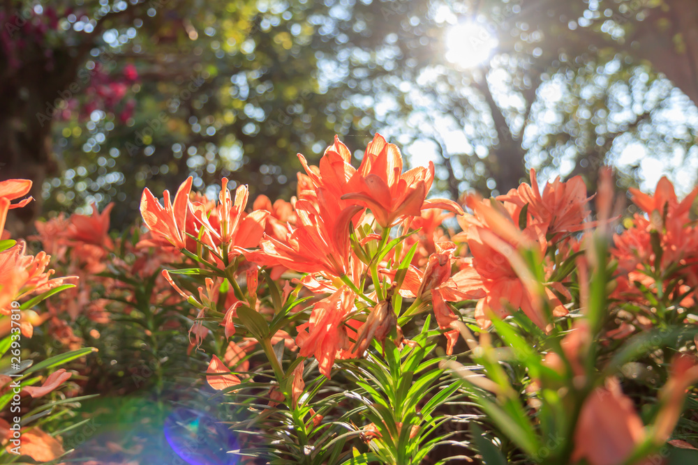 Lily beautiful colour bloom in the garden during the day during the summer.(Solar lens flare occurs naturally) Lily beautiful colour bloom in the garden during the day during the summer.(Solar lens flare occurs naturally)