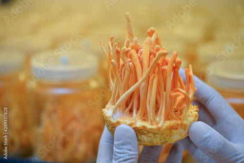 Ophiocordyceps sinensis, Cordyceps militaris in Glass bottles within light and temperature control room. Chinese medicine. photo