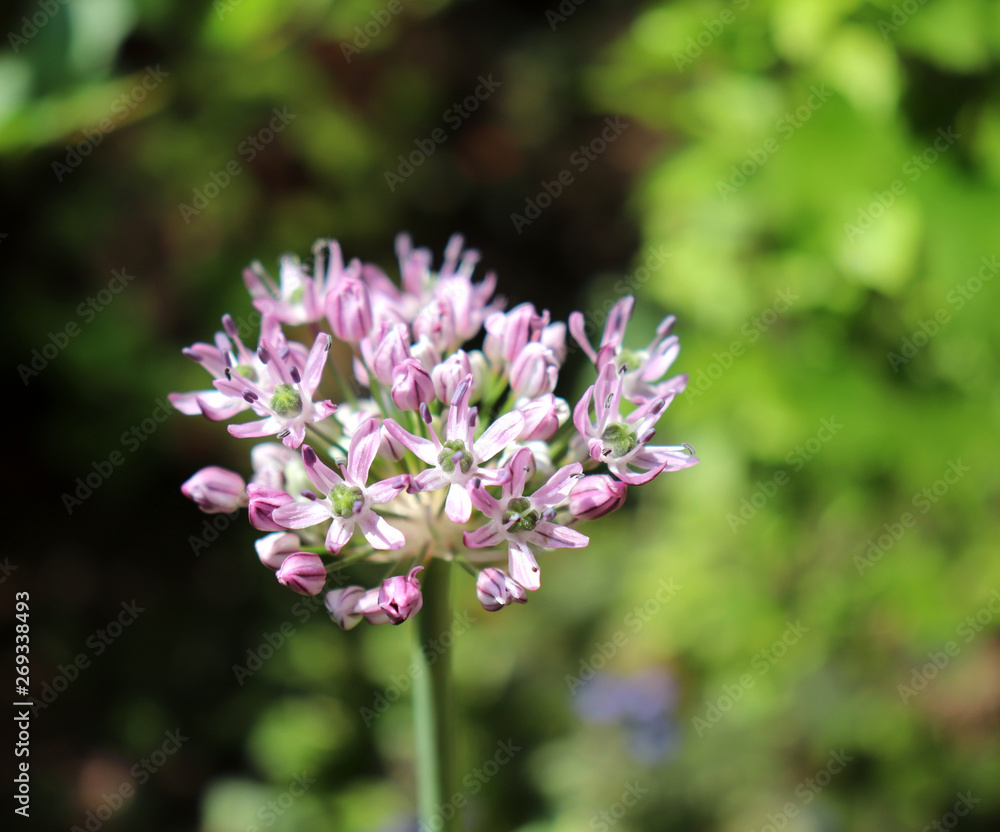 Allium decipiens in spring garden. Growing of ornamental bulbous plants in the garden .Allium decipiens has a spherical bulb. Scape is up to 100 cm tall. Ovary green. Allium decipiens in spring garden. Growing of ornamental bulbous plants in the garden .Allium decipiens has a spherical bulb. Scape is up to 100 cm tall. Ovary green.
