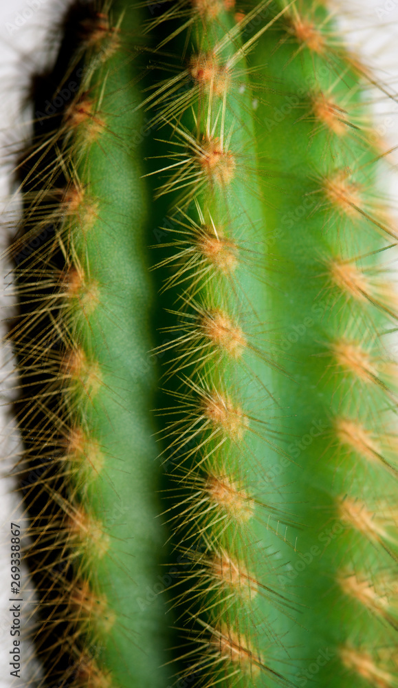 Cactus close up Cactus close up