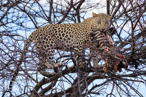 Leinwand Poster Leopard - Panthera pardus, beautiful iconic carnivore from African bushes, savannas and forests, Etosha National Park, Namibia