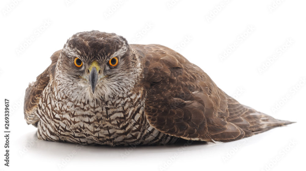 Fototapeta premium One brown falcon.