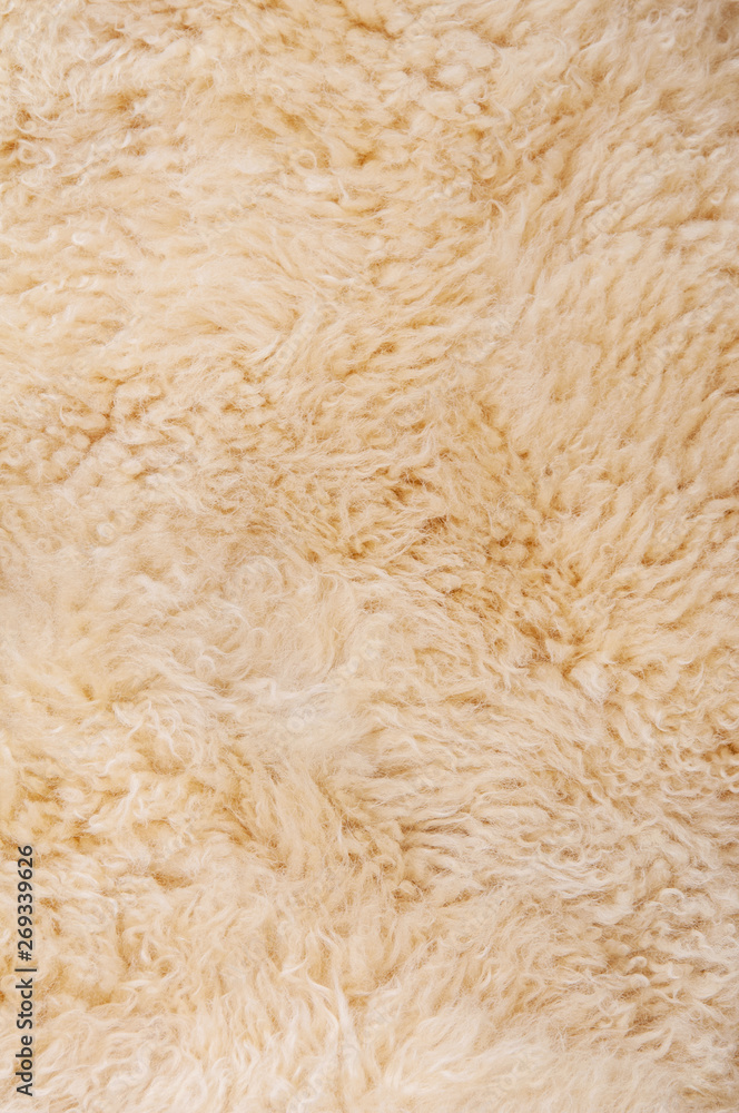 Sheep's wool. Sheep wool texture lamb background Sheep's wool. Sheep wool texture lamb background