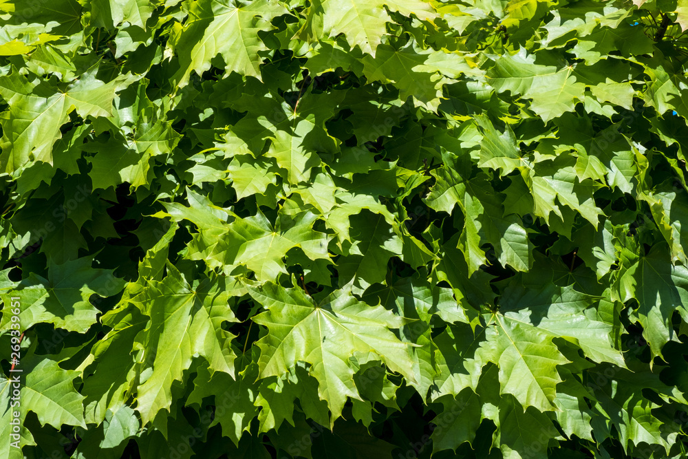 Green maple leaves as a background Green maple leaves as a background