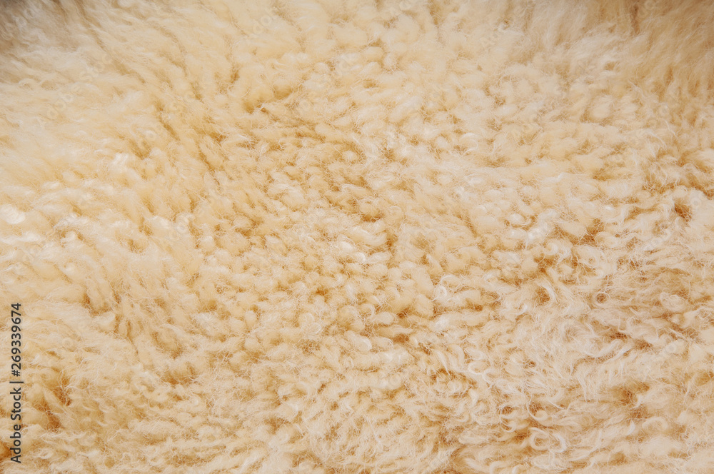 Sheep's wool. Sheep wool texture lamb background Sheep's wool. Sheep wool texture lamb background
