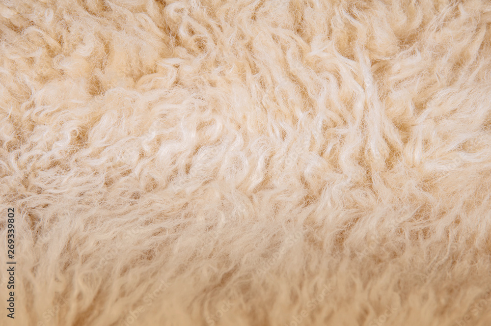Sheep's wool. Sheep wool texture lamb background Sheep's wool. Sheep wool texture lamb background