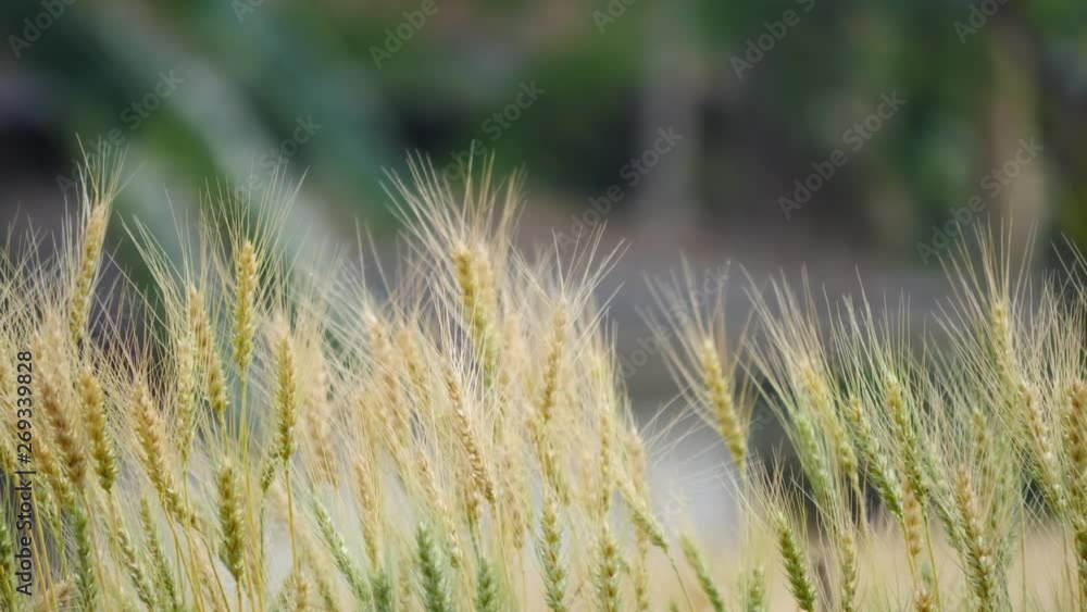 Field of Golden wheat farm background Field of Golden wheat farm background