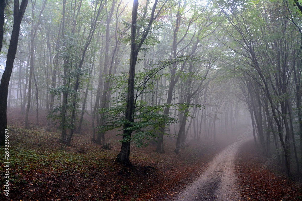 Naklejka premium fog in the forest