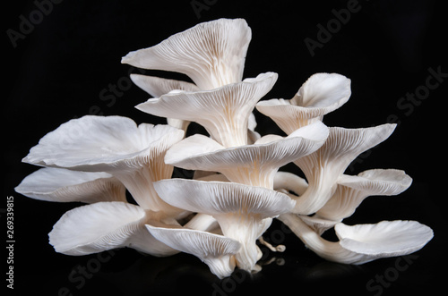 White beech mushrooms isolated on black background