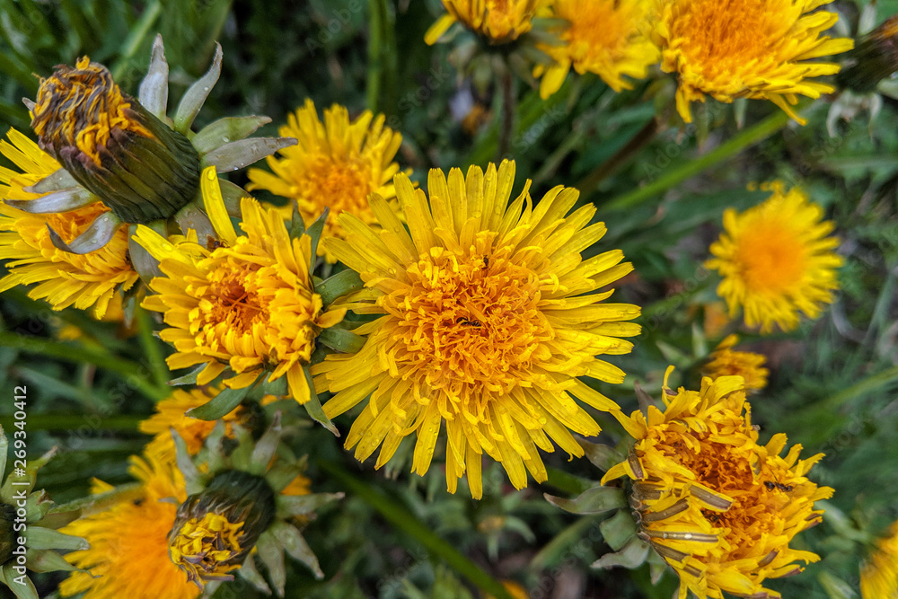 Dandelion yellow. Flowering, spring, summer. Dandelion yellow. Flowering, spring, summer.