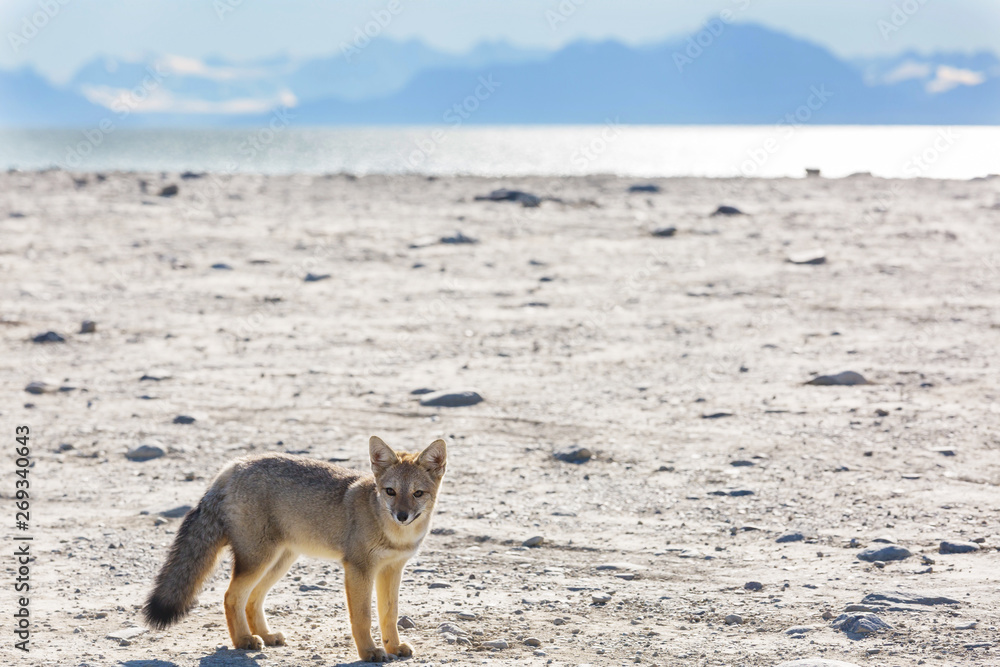 Fototapeta premium Fox in Patagonia