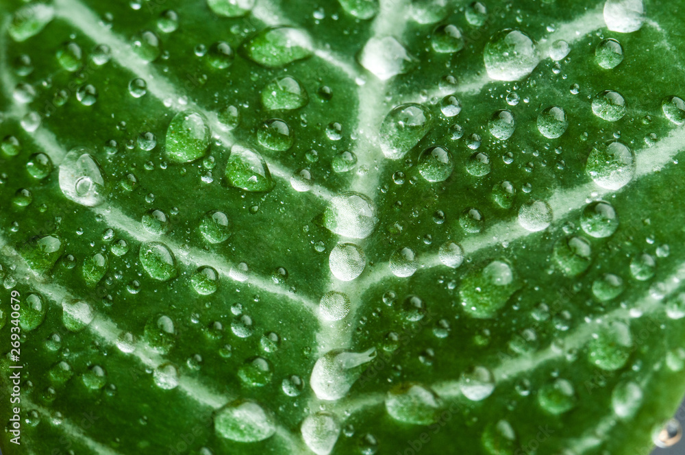 beautiful green leaf drop of water