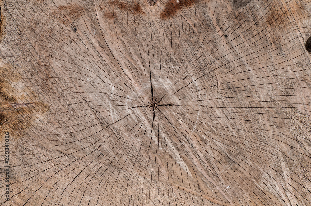 Fototapeta premium cross section of the tree