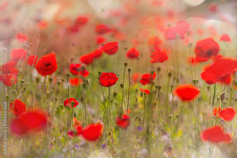 Naklejka premium Poppy