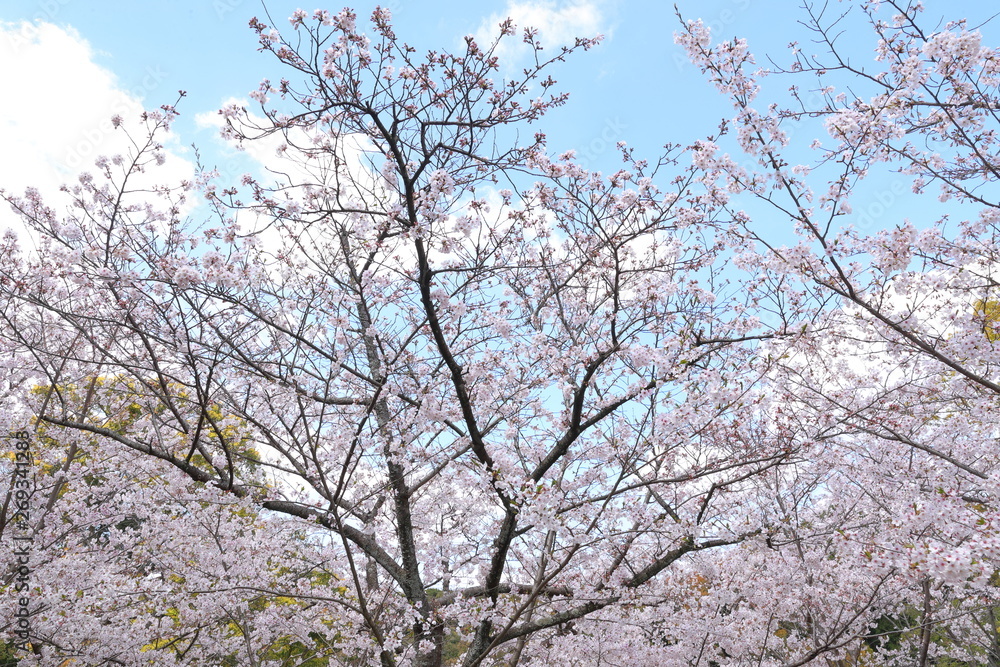 桜