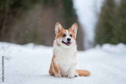 Welsh corgi pembroke in winter forest