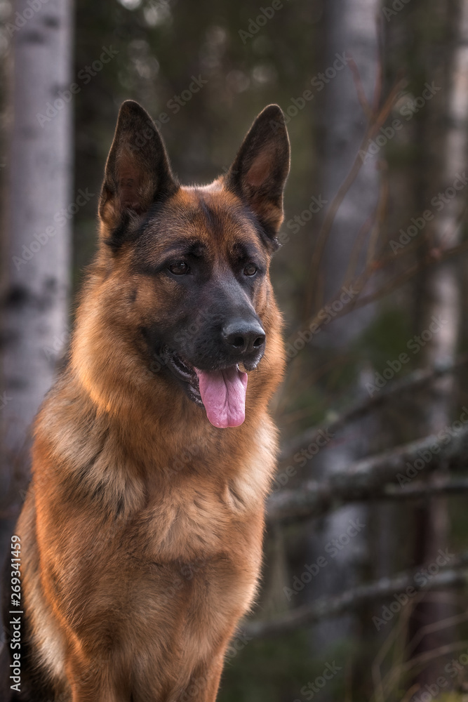 German shepherd in pine forest