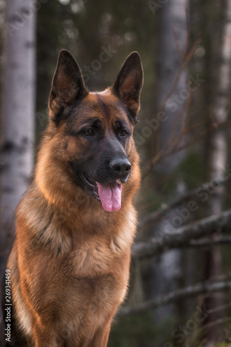 German shepherd in pine forest