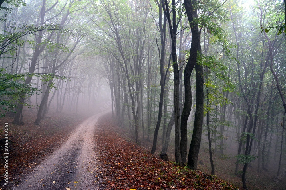 Obraz premium fog in the forest