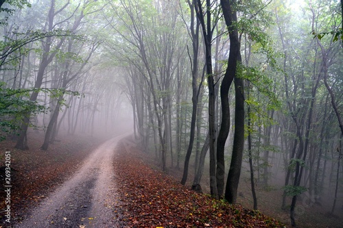 fog in the forest