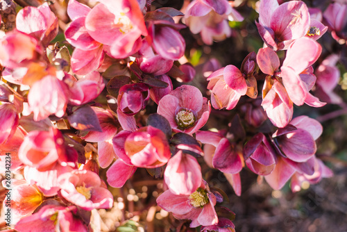 Red maroon flowers of hellebore or wintery, heleborus photo