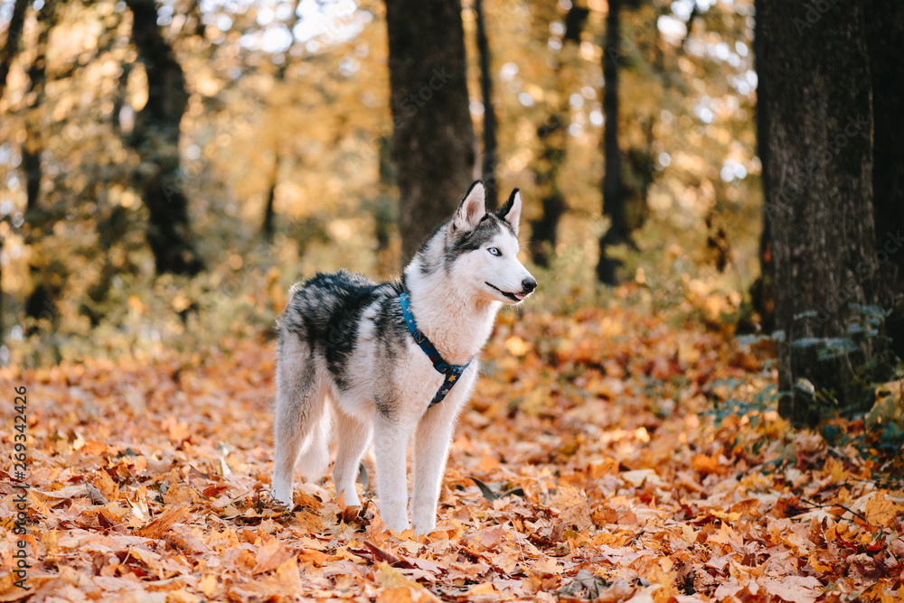 Husky dog in autumn park