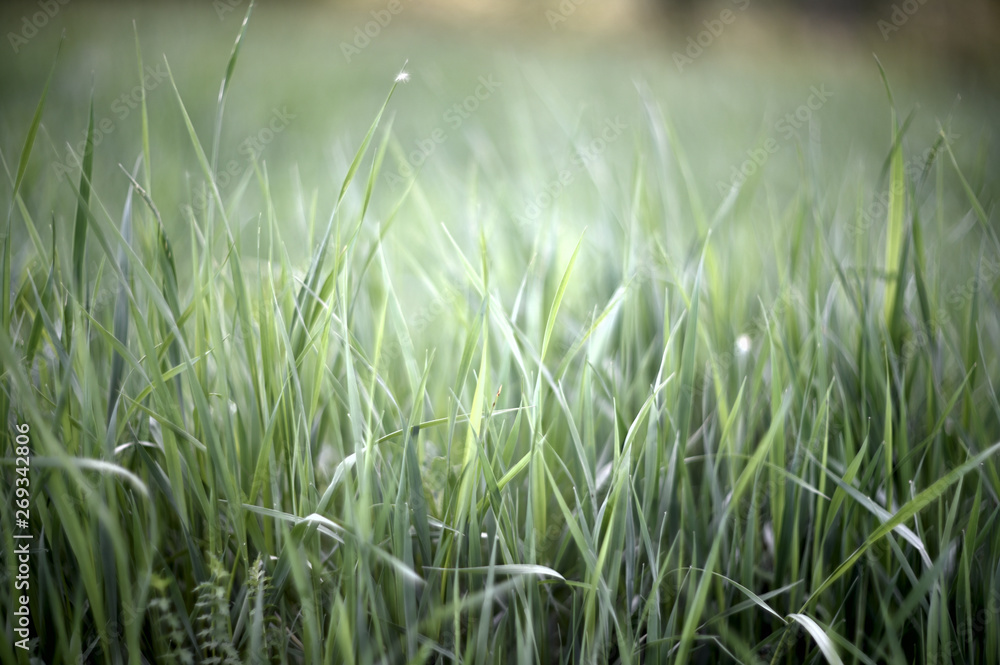 green grass with water drops