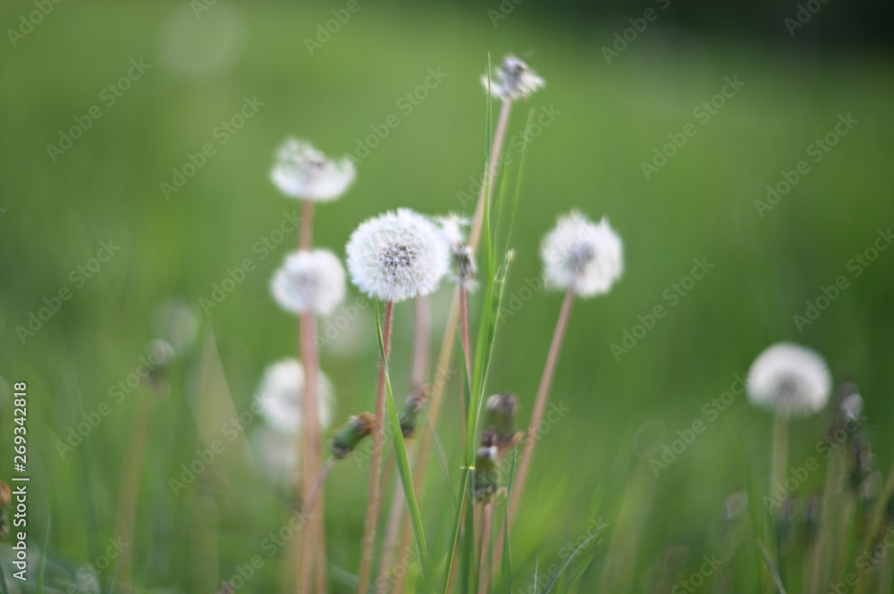 dandelion in grass dandelion in grass