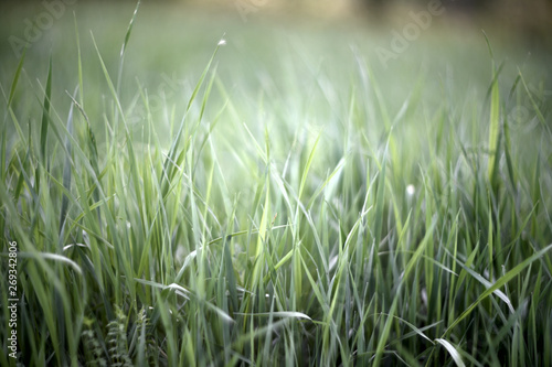 green grass with water drops