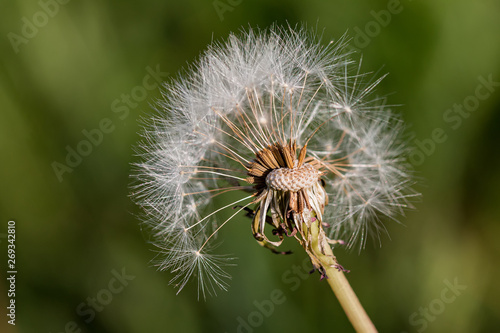 Circled fluffy dandelion. Spring Flower