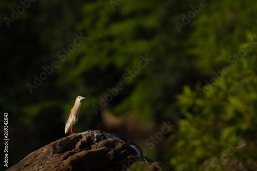 Indian pond heron or Ardeola grayii with bright red legs in breeding season with a green background near chambal river bank on rock at rawatbhata, kota, rajasthan, india photo