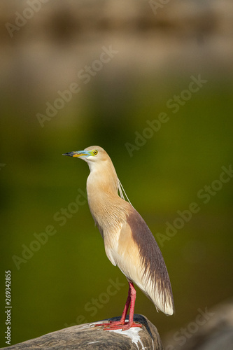 Indian pond heron or Ardeola grayii with bright red legs in breeding season with a green background near chambal river bank on rock at rawatbhata, kota, rajasthan, india photo