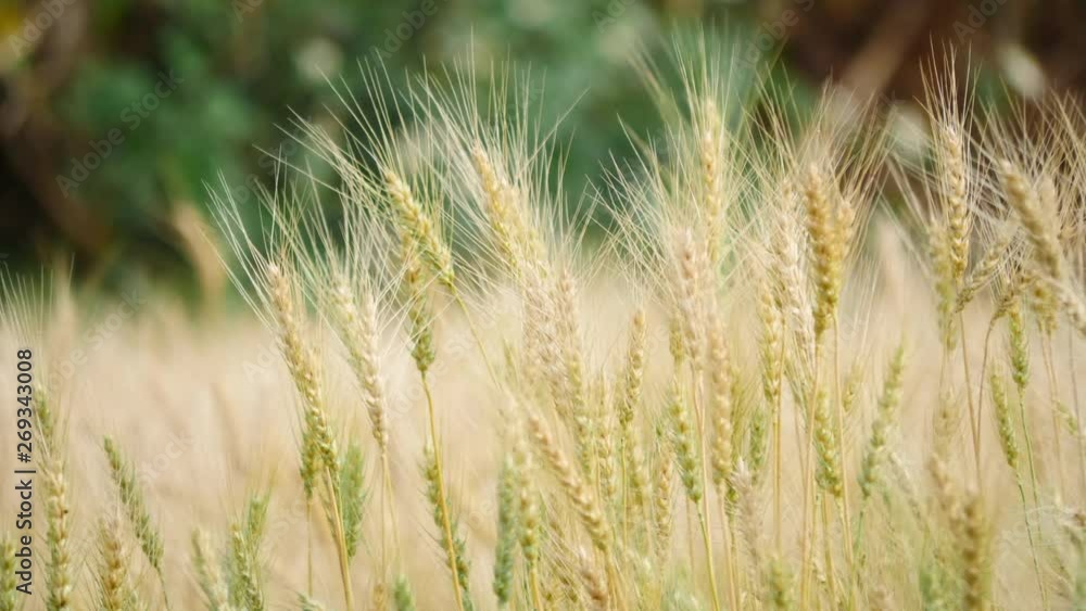 Field of Golden wheat farm background Field of Golden wheat farm background