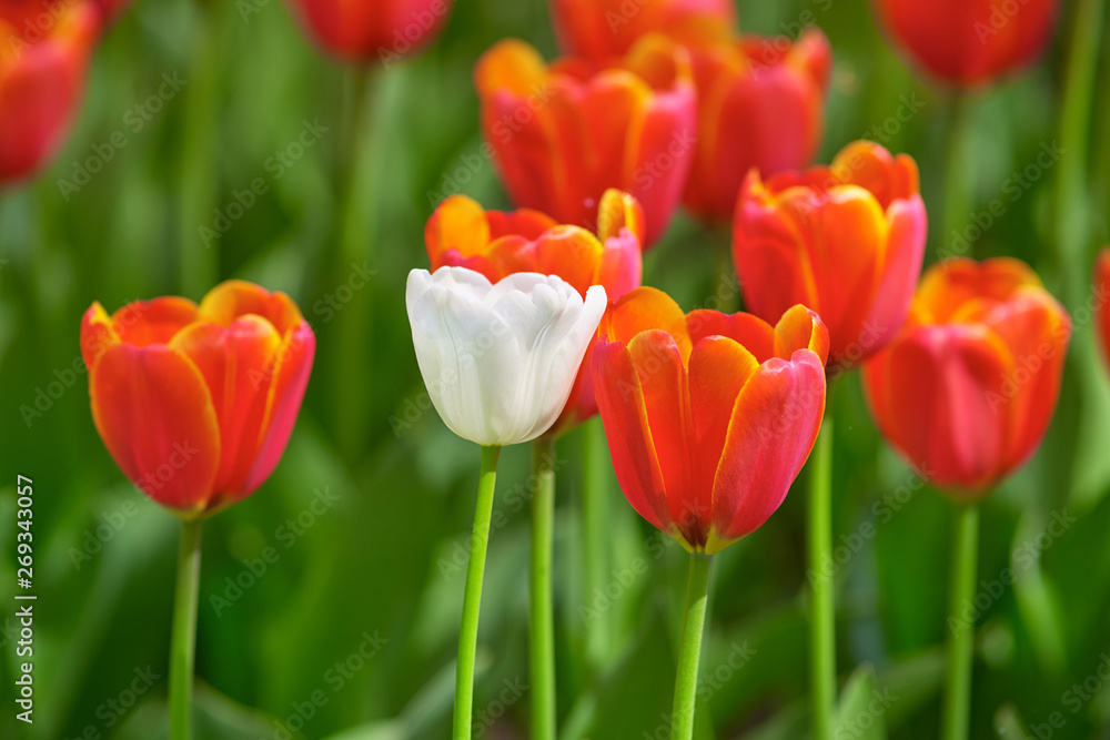 Obraz premium White tulip on a sunny day against the background of red tulips. Concept Spring