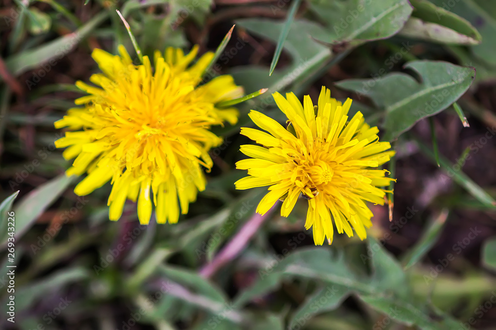 Yellow dandellion flowers in summer park Yellow dandellion flowers in summer park