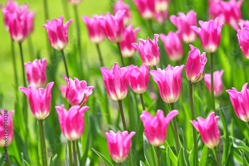 A field of lilac tulips on a sunny day. Tulip variety Miss Elegance Concept Spring