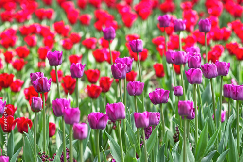 A field of lilac and red tulips on a sunny day. Concept Spring