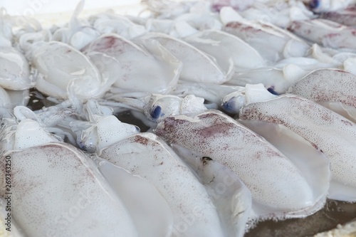 Too soft, fresh squid on ice as a background for sale in the fish market at Thailand, Top view of raw sea Cuttlefish use for grill or cooking, Selective focus