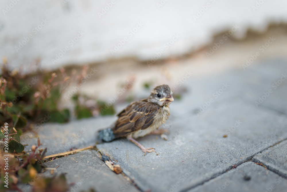Fototapeta premium little sparrow sitting on the sidewalk tile