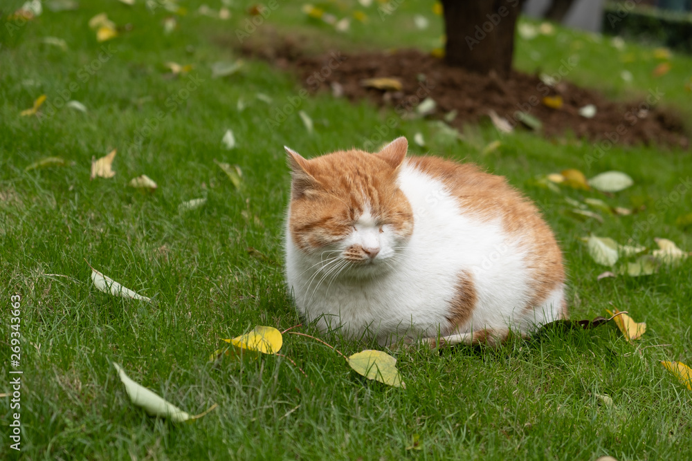 Nice white orange cat laying on grass and dreaming in the park